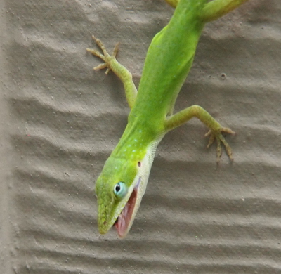 [A green anole is stuck to the side of the building facing downward with its mouth open and the wing of a fly visible. The anole's eyelids are rolled up a bit as it appears to look at me.]